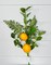 24" Artificial Mixed Greenery Lemon Spray - Fresh and Vibrant Accent-EC8265